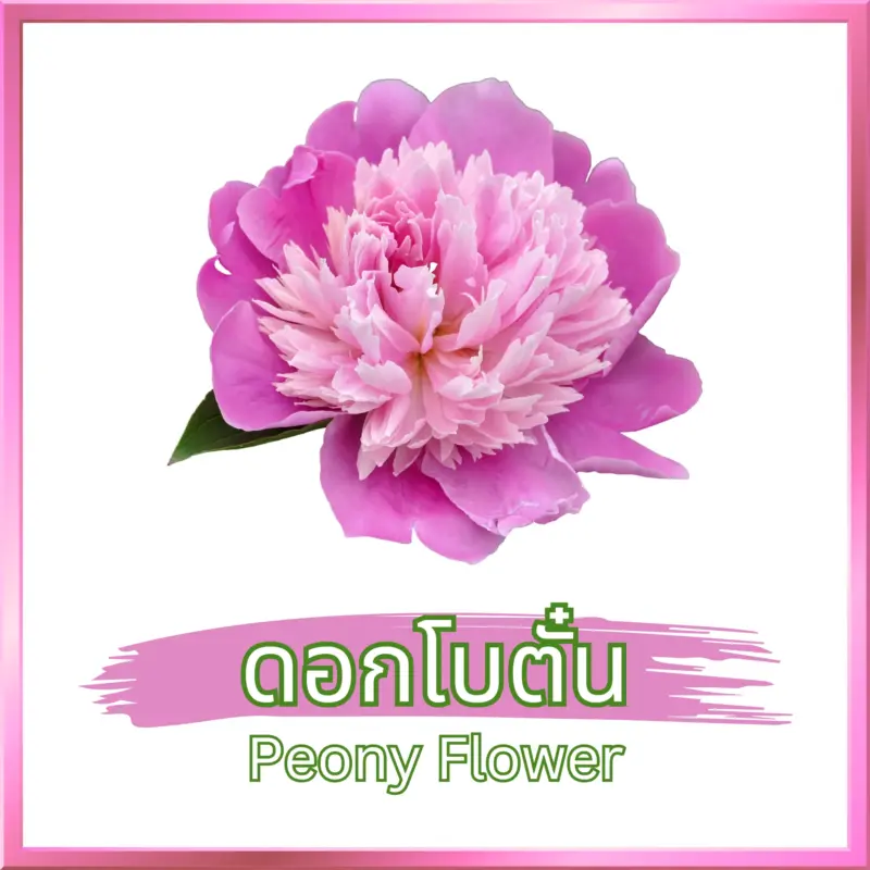ดอกโบตั๋น