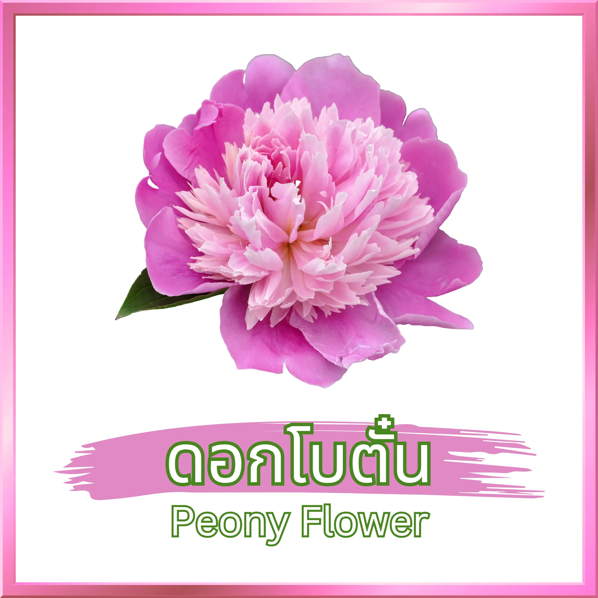 ดอกโบตั๋น