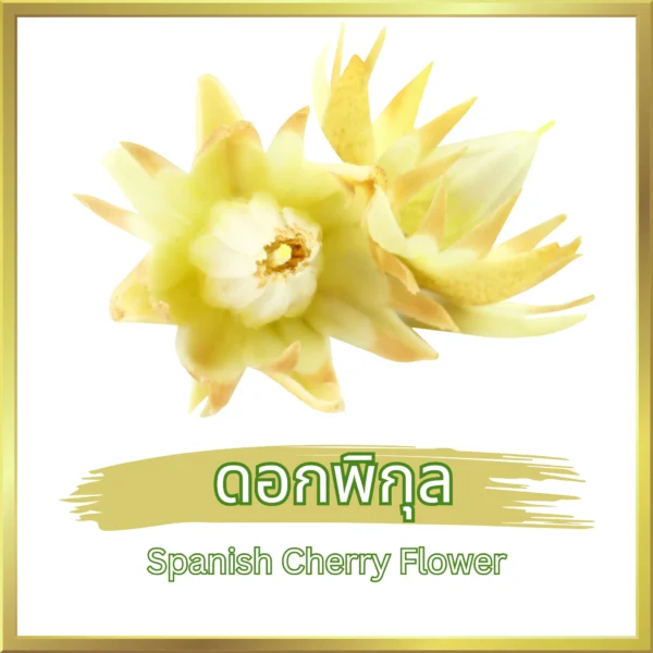 ดอกพิกุล