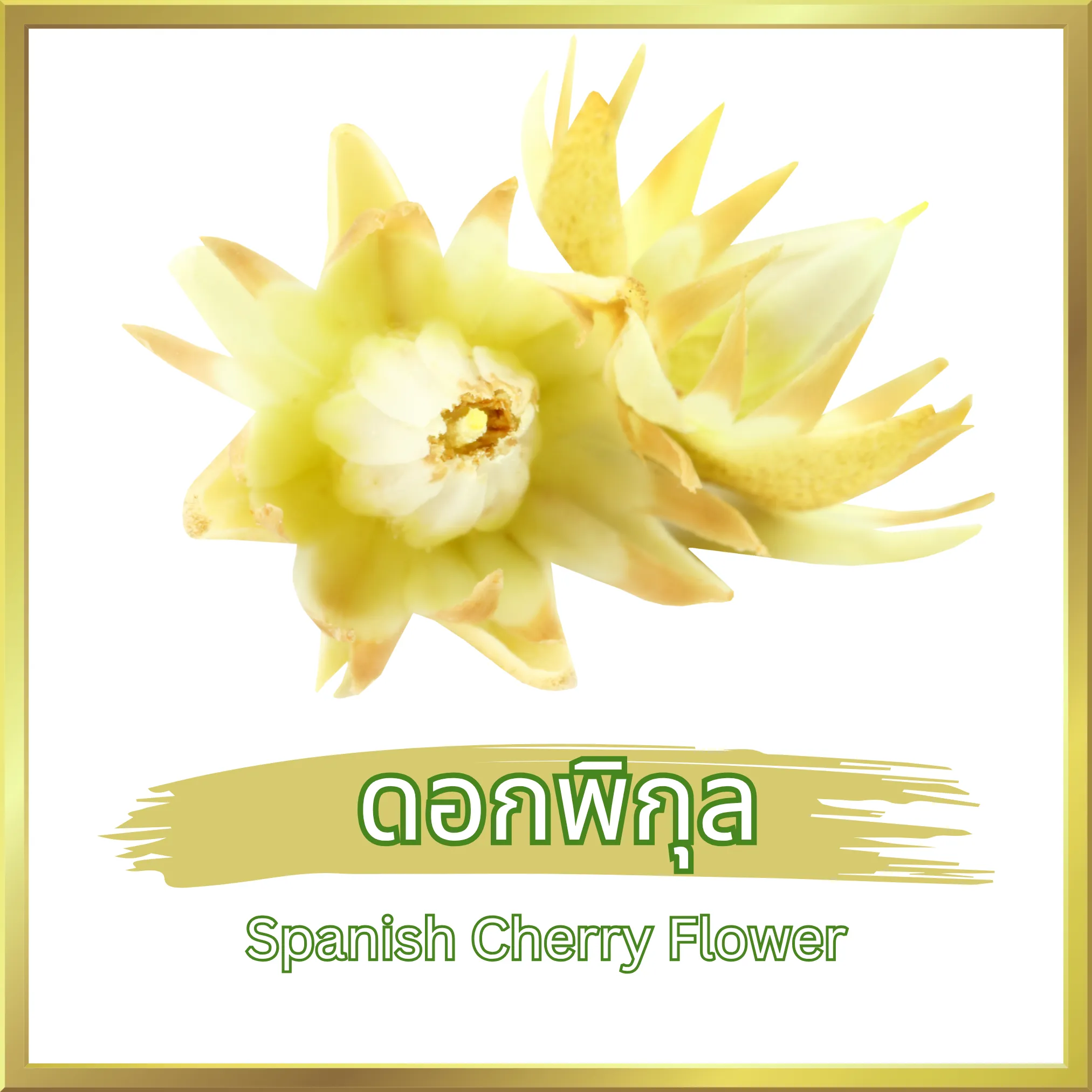 ดอกพิกุล