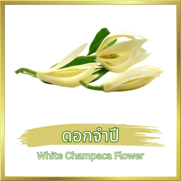 ดอกจำปี