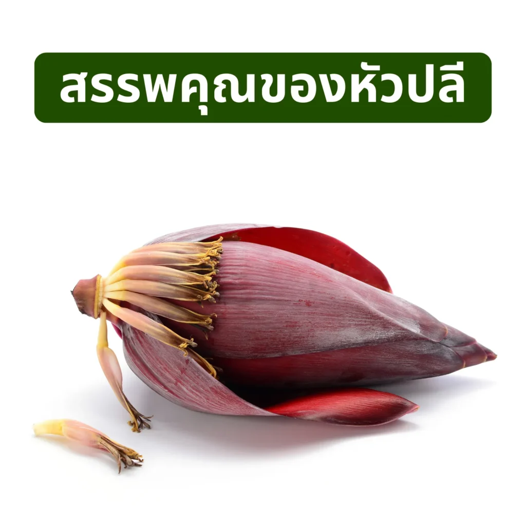 สรรพคุณของหัวปลี