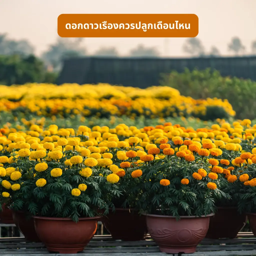 ดอกดาวเรืองควรปลูกเดือนไหน ปลูกหน้าบ้านดีมั้ย