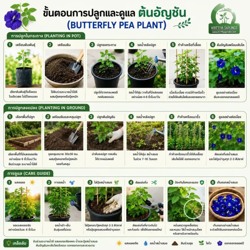 การดูแลต้นอัญชัน