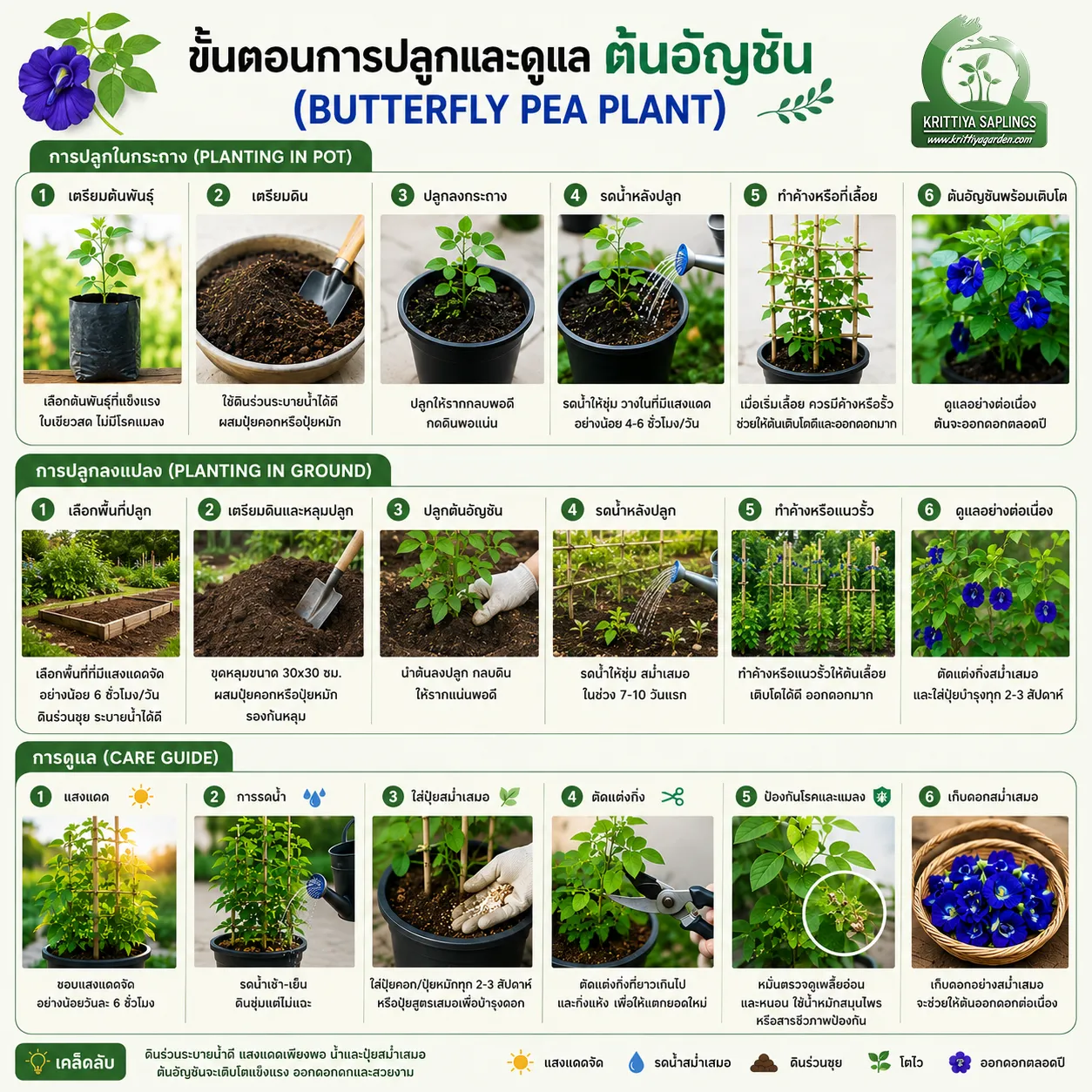 การดูแลต้นอัญชัน