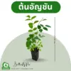 ภาพหลักต้นอัญชัน
