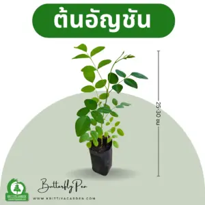ภาพหลักต้นอัญชัน