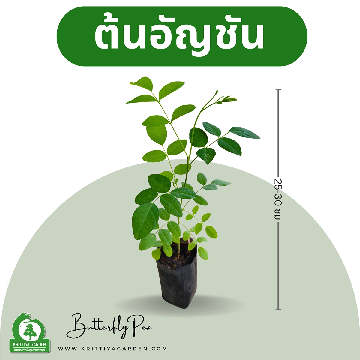 ภาพหลักต้นอัญชัน