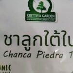 ชาลูกใต้ใบ (Chanca Piedra Tea)