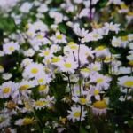 ชาดอกคาโมมายล์ (Chamomile Flower Tea)