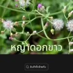 ชาหญ้าดอกขาว (Cyanthillium Cinereum Tea, หญ้าหมอน้อย)