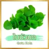 ใบบัวบก