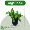 หญ้าปักกิ่ง
