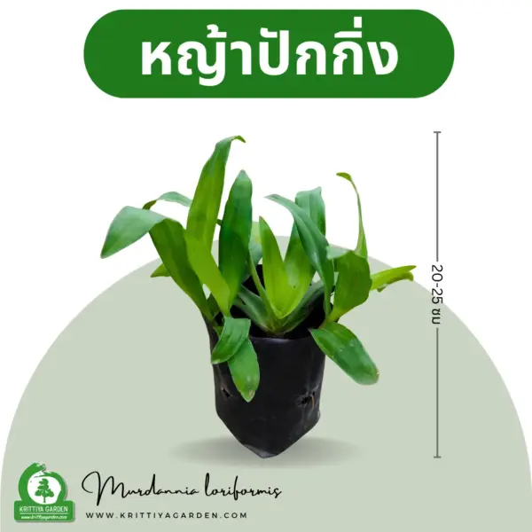 หญ้าปักกิ่ง