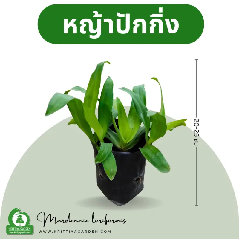 หญ้าปักกิ่ง