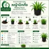 การปลูกและดูแลหญ้าปักกิ่ง
