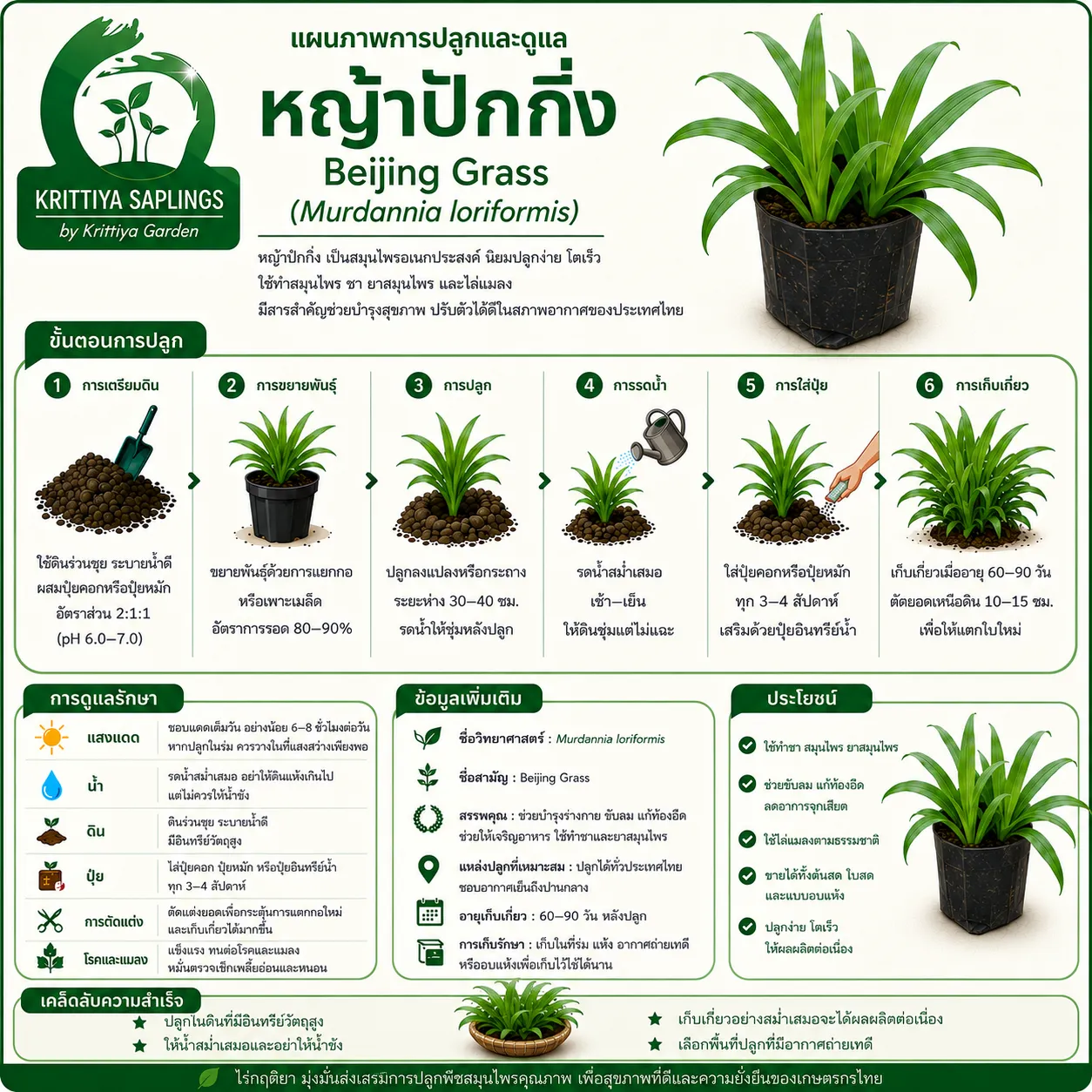การปลูกและดูแลหญ้าปักกิ่ง