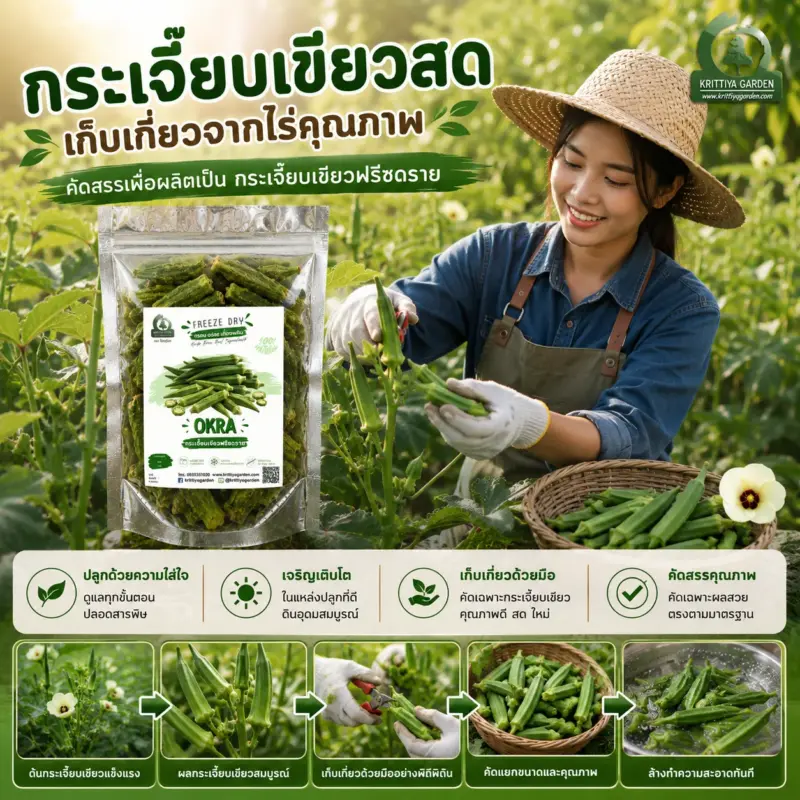 การเก็บเกี่ยวกระเจี๊ยบเขียว