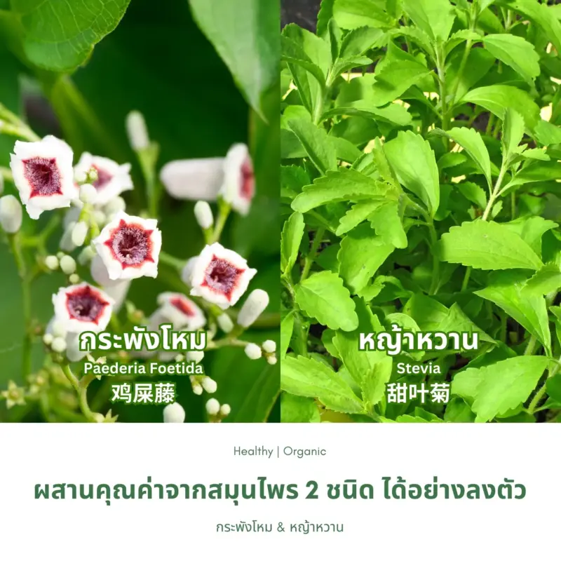 กระพังโหมและหญ้าหวาน
