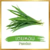 เตยหอม