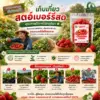 การเก็บสตรอว์เบอร์รี