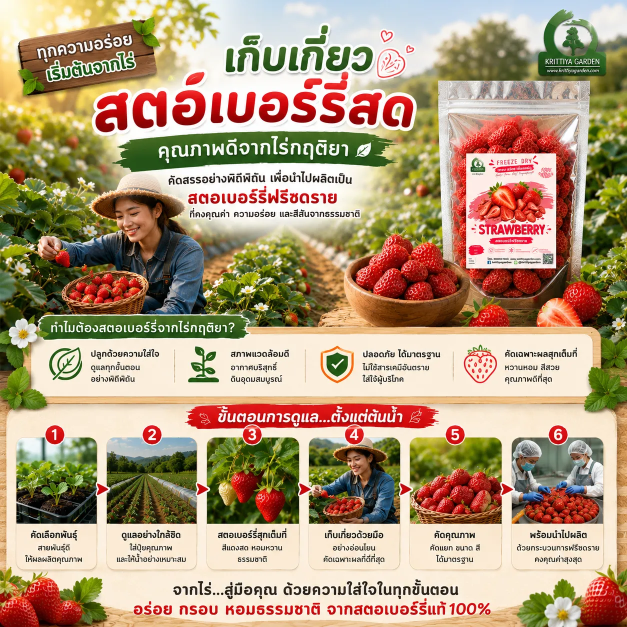 การเก็บสตรอว์เบอร์รี