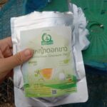 ชาหญ้าดอกขาว (Cyanthillium Cinereum Tea, หญ้าหมอน้อย)